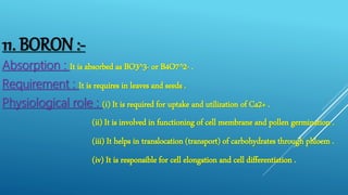 MINERAL NUTRITION CHAPTER 12 OF CLASS 11 | PPTX