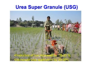 Urea Super Granule (USG)
•Production of rice increased by 15-20 %
•Decreased urea application by 20-30%
 