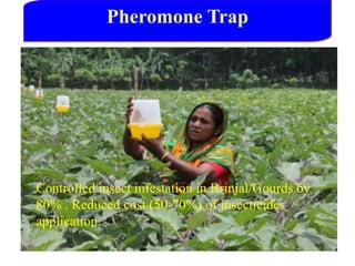 Pheromone Trap
Controlled insect infestation in Brinjal/Gourds by
80% . Reduced cost (50-70%) of insecticides
application.
 