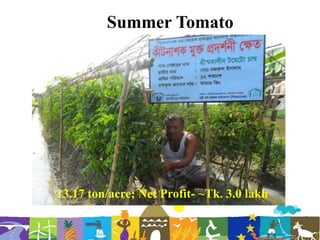 Summer Tomato
10/7/2022 20
13.17 ton/acre; Net Profit- ~Tk. 3.0 lakh
 