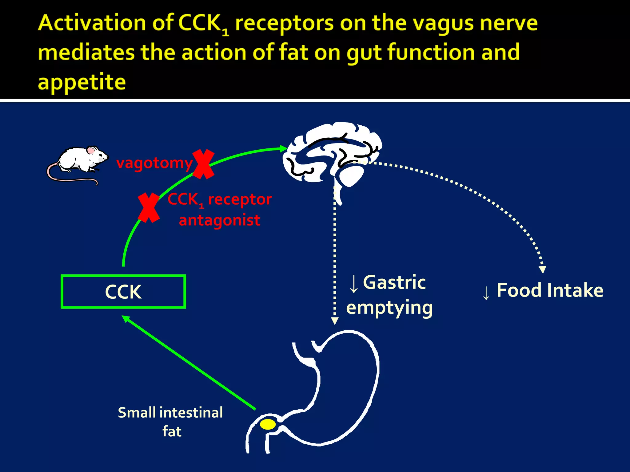 vagotomy

        CCK1 receptor
         antagonist



CCK                     ↓ Gastric   ↓   Food Intake
                        emptying



 Small intestinal
        fat
 