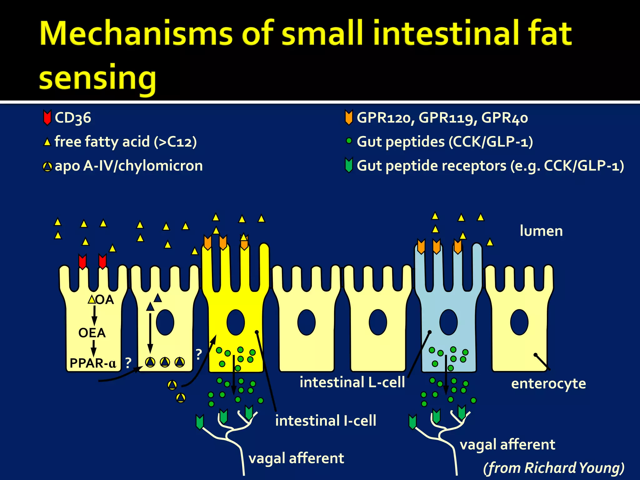 CD36                                      GPR120, GPR119, GPR40
free fatty acid (>C12)                    Gut peptides (CCK/GLP-1)
apo A-IV/chylomicron                      Gut peptide receptors (e.g. CCK/GLP-1)



                                                                 lumen



     OA

   OEA
                    ?
  PPAR-ɑ ?
                                intestinal L-cell              enterocyte

                            intestinal I-cell
                                                        vagal afferent
                         vagal afferent
                                                           (from Richard Young)
 