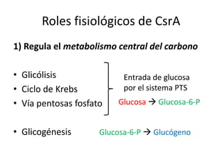 Roles fisiológicos de CsrA 1) Regula el metabolismo central del carbono Glicólisis Ciclo de Krebs Vía pentosas fosfato Glicogénesis Entrada de glucosa por el sistema PTS Glucosa  Glucosa-6-P Glucosa-6-P  Glucógeno 