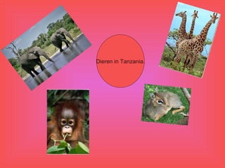 Dieren in Tanzania. 
