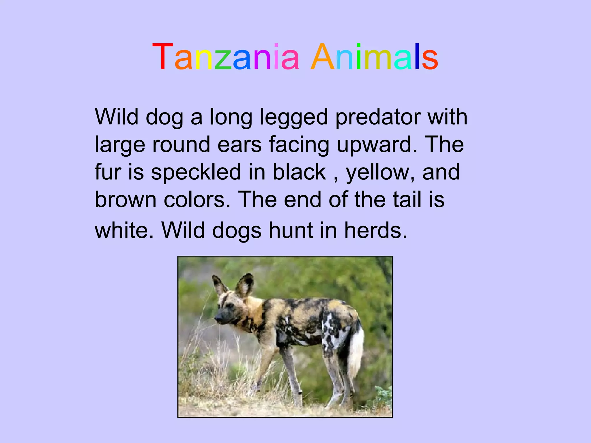 T a n z a n i a   A n i m a l s Wild dog a long legged predator with large round ears facing upward. The fur is speckled in black , yellow, and brown colors. The end of the tail is white. Wild dogs hunt in herds.   