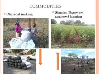COMMODITIES
 Charcoal making
 Simsim (Sesamum
indicum) farming
 