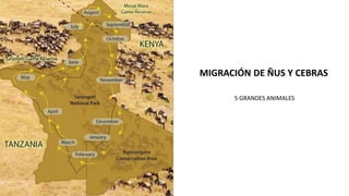 MIGRACIÓN DE ÑUS Y CEBRAS
5 GRANDES ANIMALES
 