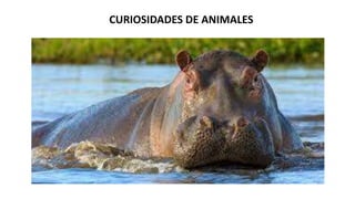 CURIOSIDADES DE ANIMALES
 