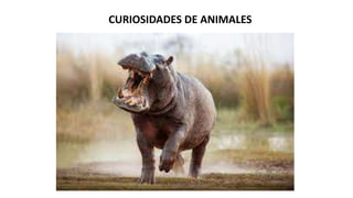 CURIOSIDADES DE ANIMALES
 