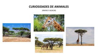 CURIOSIDADES DE ANIMALES
JIRAFAS Y ACACIAS
 