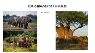 CURIOSIDADES DE ANIMALES
ELEFANTES
 