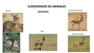 CURIOSIDADES DE ANIMALES
ANTÍLOPES
Gacela de Thomson
Dik Dik
Gacela de Grant
Topi
 