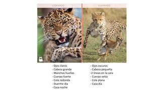 - Ojos claros
- Cabeza grande
- Manchas huellas
- Cuerpo fuerte
- Cola redonda
- Duerme dia
- Caza noche
- Ojos oscuros
- Cabeza pequeña
-2 líneas en la cara
- Cuerpo veloz
- Cola plana
- Caza día
 