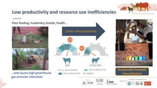 Smallholder dairy development and environmental impacts in Tanzania