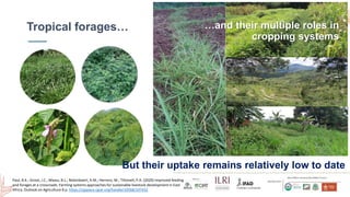 Smallholder dairy development and environmental impacts in Tanzania