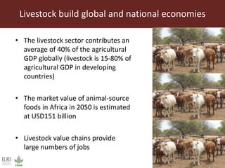 Unleashing Tanzania’s livestock potential