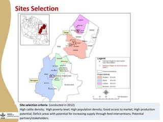 Update on “Maziwa Zaidi”—Tanzania dairy value chain development program 