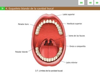 

»

4. Esqueleto blando de la cavidad bucal

3.7. Límites de la cavidad bucal.





 
