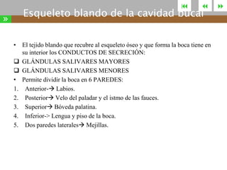 

»



Esqueleto blando de la cavidad bucal

• El tejido blando que recubre al esqueleto óseo y que forma la boca tiene en
su interior los CONDUCTOS DE SECRECIÓN:
 GLÁNDULAS SALIVARES MAYORES
 GLÁNDULAS SALIVARES MENORES
• Permite dividir la boca en 6 PAREDES:
1. Anterior- Labios.
2. Posterior Velo del paladar y el istmo de las fauces.
3. Superior Bóveda palatina.
4. Inferior-> Lengua y piso de la boca.
5. Dos paredes laterales Mejillas.



 
