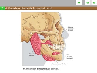 

»

4. Esqueleto blando de la cavidad bucal

3.6. Descripción de las glándulas salivares.





 
