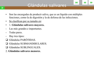 »

Glándulas salivares



• Son las encargadas de producir saliva, que es un líquido con múltiples
funciones, como la de digestión y la de defensa de las infecciones.
• Se clasifican por su tamaño en:
• 1. Glándulas salivares mayores.
- Las más grandes e importantes.
- Todas pares.
- Hay tres tipos:
 Glándulas PARÓTIDAS.
 Glándulas SUBMANDIBULARES.
 Glándulas SUBLINGUALES.
2. Glándulas salivares menores.





 