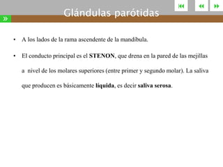 »

Glándulas parótidas





• A los lados de la rama ascendente de la mandíbula.
• El conducto principal es el STENON, que drena en la pared de las mejillas
a nivel de los molares superiores (entre primer y segundo molar). La saliva
que producen es básicamente líquida, es decir saliva serosa.



 