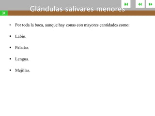 

Glándulas salivares menores

»

• Por toda la boca, aunque hay zonas con mayores cantidades como:
 Labio.
 Paladar.
 Lengua.
 Mejillas.





 