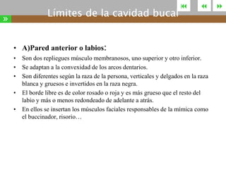 »

Límites de la cavidad bucal





• A)Pared anterior o labios:
• Son dos repliegues músculo membranosos, uno superior y otro inferior.
• Se adaptan a la convexidad de los arcos dentarios.
• Son diferentes según la raza de la persona, verticales y delgados en la raza
blanca y gruesos e invertidos en la raza negra.
• El borde libre es de color rosado o roja y es más grueso que el resto del
labio y más o menos redondeado de adelante a atrás.
• En ellos se insertan los músculos faciales responsables de la mímica como
el buccinador, risorio…



 
