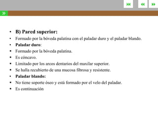 



»
• B) Pared superior:
•
•




•



Formado por la bóveda palatina con el paladar duro y el paladar blando.
Paladar duro:
Formado por la bóveda palatina.
Es cóncavo.
Limitado por los arcos dentarios del maxilar superior.
Se halla recubierto de una mucosa fibrosa y resistente.
Paladar blando:
No tiene soporte óseo y está formado por el velo del paladar.
Es continuación



 