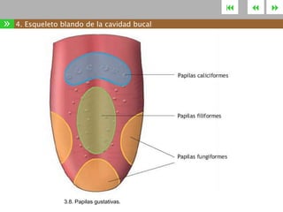 

»

4. Esqueleto blando de la cavidad bucal

3.8. Papilas gustativas.





 