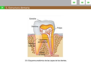 

»

5. Estructura dentaria

3.9. Esquema anatómico de las capas de los dientes.





 