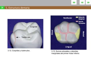 

»

5. Estructura dentaria

3.12. Cúspides y tubérculos.

3.13. Surcos oclusales y rebordes
marginales del primer molar inferior.





 