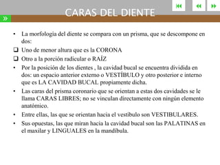 »

CARAS DEL DIENTE





• La morfología del diente se compara con un prisma, que se descompone en
dos:
 Uno de menor altura que es la CORONA
 Otro a la porción radicular o RAÍZ
• Por la posición de los dientes , la cavidad bucal se encuentra dividida en
dos: un espacio anterior externo o VESTÍBULO y otro posterior e interno
que es LA CAVIDAD BUCAL propiamente dicha.
• Las caras del prisma coronario que se orientan a estas dos cavidades se le
llama CARAS LIBRES; no se vinculan directamente con ningún elemento
anatómico.
• Entre ellas, las que se orientan hacia el vestíbulo son VESTIBULARES.
• Sus opuestas, las que miran hacia la cavidad bucal son las PALATINAS en
el maxilar y LINGUALES en la mandíbula.



 