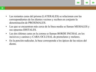 



»
• Las restantes caras del prisma (LATERALES) se relacionan con las
correspondientes de los dientes vecinos y reciben en conjunto la
denominación de PROXIMALES.
• Las que se encuentran más cerca de la línea media se llaman MESIALES y
sus opuestas DISTALES.
• Las dos últimas caras en la corona se llaman BORDE INCISAL en los
incisivos y caninos y CARA OCLUSAL de premolares y molares.
• En la porción radicular, la base corresponde a los ápices de las raíces del
diente.



 