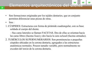 

»



Elementos arquitectónicos del diente

• Son formaciones originadas por los tejidos dentarios, que en conjunto
permiten diferenciar unas piezas de otras.
• Son :
1. CÚSPIDES: Estructuras con forma de pirámide cuadrangular, con su base
soldada al cuerpo del diente.
- Sus caras laterales se llaman FACETAS. Dos de ellas se orientan hacia
las caras libres (facetas lisas) y dos hacia la cara oclusal (facetas armadas).
2. TUBÉRCULOS SUPERNUMERARIOS: Son prominencias o pequeñas
cúspides ubicadas en la corona dentaria, agregados a las estructuras
anatómicas normales. Poseen tamaño variable, pero normalmente no
exceden del tercio de la corona dentaria.



 
