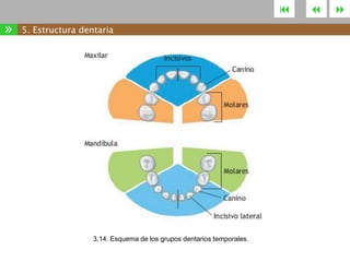 

»

5. Estructura dentaria

3.14. Esquema de los grupos dentarios temporales.





 