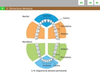 

»

5. Estructura dentaria

3.15. Diagrama de dentición permanente.





 