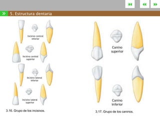 

»

5. Estructura dentaria

3.16. Grupo de los incisivos.

3.17. Grupo de los caninos.





 