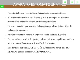 

»

APARATO ESTOMATOGNÁTICO



• Está diseñado para resistir altas y frecuentes tensiones mecánicas.
• Su forma está vinculada a su función y está influido por los estímulos
provenientes de la masticación, respiración y fonación.
• La supervivencia y permanencia del aparato depende de la integridad de
cada una de sus partes.

• Anatómicamente la boca es el segmento inicial del tubo digestivo.
• En esta radica el sentido del gusto y, además, tiene un papel importante en
los procesos de fonación y articulación de los sonidos.

• Está formada por un ESQUELETO ÓSEO recubierto por un TEJIDO
BLANDO que conforma la CAVIDAD BUCAL.



 