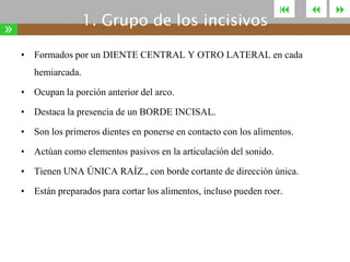 1. Grupo de los incisivos

»



• Formados por un DIENTE CENTRAL Y OTRO LATERAL en cada
hemiarcada.
• Ocupan la porción anterior del arco.

• Destaca la presencia de un BORDE INCISAL.
• Son los primeros dientes en ponerse en contacto con los alimentos.
• Actúan como elementos pasivos en la articulación del sonido.

• Tienen UNA ÚNICA RAÍZ., con borde cortante de dirección única.
• Están preparados para cortar los alimentos, incluso pueden roer.





 