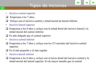 Tipos de incisivos

»
•


•


•


•






Incisivo central superior
Erupciona a los 7 años.
Ocluye con el incisivo central y mitad mesial de lateral inferior.
Incisivo lateral superior
Erupciona a los 8 años y ocluye con la mitad distal del incisivo lateral y la
mitad mesial del canino inferior.
Es más delgado que el central superior.
Incisivo central inferior
Erupciona a los 7 años y ocluye con los 2/3 mesiales del incisivo central
superior.
Es el más pequeño y el más regular.
Incisivo lateral inferior
Erupciona a los 8 años y ocluye con el tercio distal del incisivo central y la
mitad mesial del lateral superior. Es de mayor tamaño que el central.



 