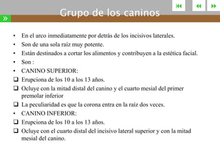 Grupo de los caninos

»
•
•
•
•
•



•







En el arco inmediatamente por detrás de los incisivos laterales.
Son de una sola raíz muy potente.
Están destinados a cortar los alimentos y contribuyen a la estética facial.
Son :
CANINO SUPERIOR:
Erupciona de los 10 a los 13 años.
Ocluye con la mitad distal del canino y el cuarto mesial del primer
premolar inferior
La peculiaridad es que la corona entra en la raíz dos veces.
CANINO INFERIOR:
Erupciona de los 10 a los 13 años.
Ocluye con el cuarto distal del incisivo lateral superior y con la mitad
mesial del canino.



 