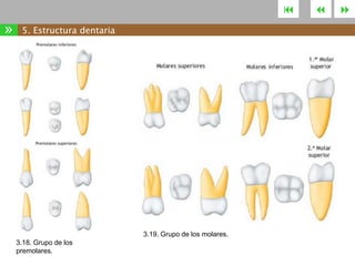 

»

5. Estructura dentaria

3.19. Grupo de los molares.
3.18. Grupo de los
premolares.





 