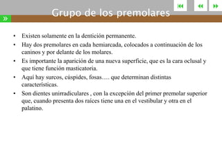 »

Grupo de los premolares





• Existen solamente en la dentición permanente.
• Hay dos premolares en cada hemiarcada, colocados a continuación de los
caninos y por delante de los molares.
• Es importante la aparición de una nueva superficie, que es la cara oclusal y
que tiene función masticatoria.
• Aquí hay surcos, cúspides, fosas…. que determinan distintas
características.
• Son dientes unirradiculares , con la excepción del primer premolar superior
que, cuando presenta dos raíces tiene una en el vestibular y otra en el
palatino.



 