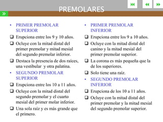»

PREMOLARES
• PRIMER PREMOLAR
SUPERIOR
 Erupciona entre los 9 y 10 años.
 Ocluye con la mitad distal del
primer premolar y mitad mesial
del segundo premolar inferior.
 Destaca la presencia de dos raíces,
una vestibular y otra palatina.
• SEGUNDO PREMOLAR
SUPERIOR
 Erupciona entre los 10 a 11 años.
 Ocluye con la mitad distal del
segundo premolar y el cuarto
mesial del primer molar inferior.
 Una sola raíz y es más grande que
el primero.





• PRIMER PREMOLAR
INFERIOR
 Erupciona entre los 9 a 10 años.
 Ocluye con la mitad distal del
canino y la mitad mesial del
primer premolar superior.
 La corona es más pequeña que la
de los superiores.
 Solo tiene una raíz.
• SEGUNDO PREMOLAR
INFERIOR
 Erupciona de los 10 a 11 años.
 Ocluye con la mitad distal del
primer premolar y la mitad mesial
del segundo premolar superior.



 