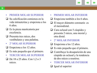



»
• PRIMER MOLAR SUPERIOR
 Su calcificación comienza en la
vida intrauterina y erupciona a los
6 años.
 Es la pieza masticatoria por
excelencia.
 Presenta tres raíces, dos
vestibulares y una palatina.
• 2º MOLAR SUPERIOR
 Erupciona a los 12 años.
 Es más pequeña que el primero.
• TERCER MOLAR SUPERIOR
 De 18 a 25 años. Con 1,2 o 3
raíces.

• PRIMER MOLAR INFERIOR
 Erupciona también a los 6 años.
 El mayor diámetro coronario es
el mesiodistal.
 Cara oclusal con 5 cúspides y
presenta 2 raíces, una mesial y
otra distal.
• 2º MOLAR INFERIOR
 Erupciona a los 12 años.
 Es más pequeño que el primero.
 Contribuye la desaparición de una
cúspide en oclusal y la tendencia
de dos raíces a reunirse.
• TERCER MOLAR INFERIOR
 Igual al superior



 