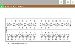 

»

5. Estructura dentaria

3.20. Odontograma geométrico.





 