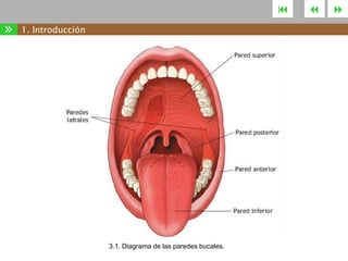 

»

1. Introducción

3.1. Diagrama de las paredes bucales.





 