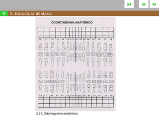 

»

5. Estructura dentaria

3.21. Odontograma anatómico.





 