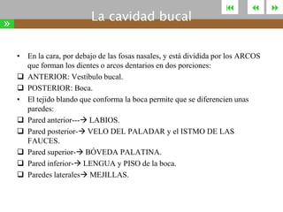 »

La cavidad bucal





• En la cara, por debajo de las fosas nasales, y está dividida por los ARCOS
que forman los dientes o arcos dentarios en dos porciones:
 ANTERIOR: Vestíbulo bucal.
 POSTERIOR: Boca.
• El tejido blando que conforma la boca permite que se diferencien unas
paredes:
 Pared anterior--- LABIOS.
 Pared posterior- VELO DEL PALADAR y el ISTMO DE LAS
FAUCES.
 Pared superior- BÓVEDA PALATINA.
 Pared inferior- LENGUA y PISO de la boca.
 Paredes laterales MEJILLAS.



 